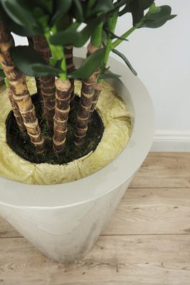 Le Present - Potting