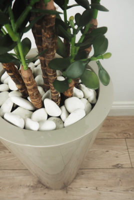 Le Present - Potting
